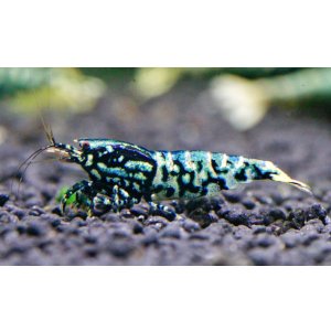 画像5: CRONUS SHRIMP 