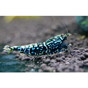 画像2: CRONUS SHRIMP 