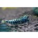 画像2: CRONUS SHRIMP  (2)