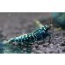 画像6: CRONUS SHRIMP 