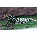 CRONUS SHRIMP 