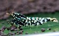 CRONUS SHRIMP 