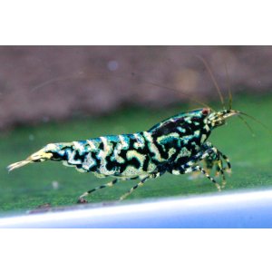 画像4: CRONUS SHRIMP 