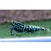 画像3: CRONUS SHRIMP 