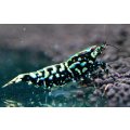 CRONUS SHRIMP 