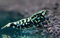 CRONUS SHRIMP 