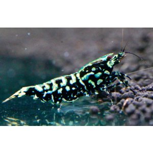 画像1: CRONUS SHRIMP 