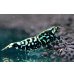 画像1: CRONUS SHRIMP  (1)