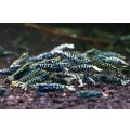 CRONUS SHRIMP 　ライトクラス3匹セット