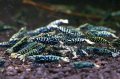 CRONUS SHRIMP 　ライトクラス3匹セット