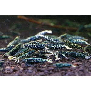 画像1: CRONUS SHRIMP 　ライトクラス3匹セット