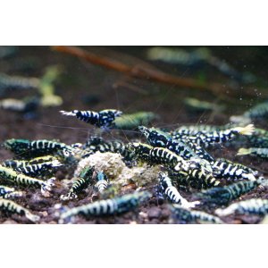 画像3: CRONUS SHRIMP 　ライトクラス3匹セット