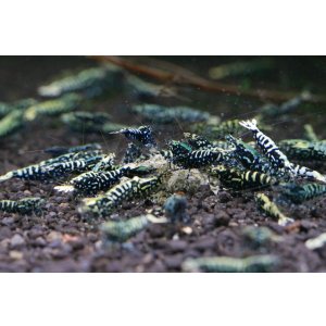 画像2: CRONUS SHRIMP 　ライトクラス3匹セット