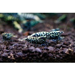 画像4: CRONUS SHRIMP 　ライトクラス3匹セット