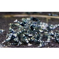 GALAXY TIGER（ナナシー改）　ライトクラス10匹セット