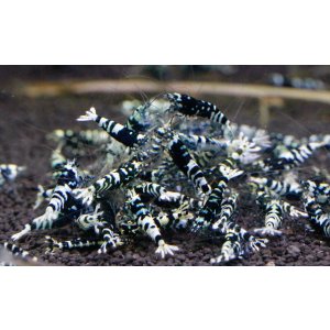 画像1: 今だけ特価！GALAXY TIGER（ナナシー改）　ライトクラス10匹セット