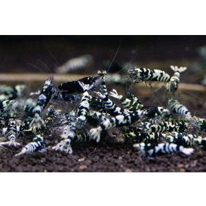 画像3: 今だけ特価！GALAXY TIGER（ナナシー改）　ライトクラス10匹セット