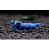 スーパーブルーターコイズ　ペア