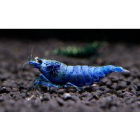 スーパーブルーターコイズ　ペア