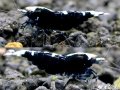 姫えびす　ブラックエクリプス　RAYS抱卵ペア