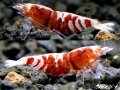 姫えびす　レッドエクリプス RAYS 抱卵ペア
