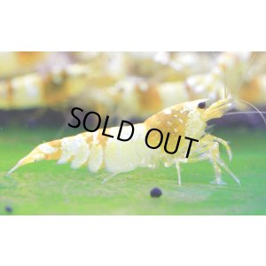 画像8: CGS  Crystal Gold Shrimp　種親クラスハイグレードトリオ