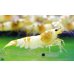 画像8: CGS  Crystal Gold Shrimp　種親クラスハイグレードトリオ (8)