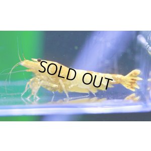 画像4: CGS  Crystal Gold Shrimp　種親クラスハイグレードトリオ