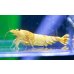 画像4: CGS  Crystal Gold Shrimp　種親クラスハイグレードトリオ (4)