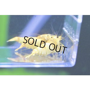 画像5: CGS  Crystal Gold Shrimp　種親クラスハイグレードトリオ