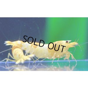 画像3: CGS  Crystal Gold Shrimp　種親クラスハイグレードトリオ