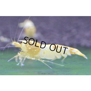 画像7: CGS  Crystal Gold Shrimp　種親クラスハイグレードトリオ