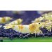 画像2: CGS  Crystal Gold Shrimp　種親クラスハイグレードトリオ (2)