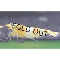 CGS  Crystal Gold Shrimp　種親クラスハイグレードトリオ