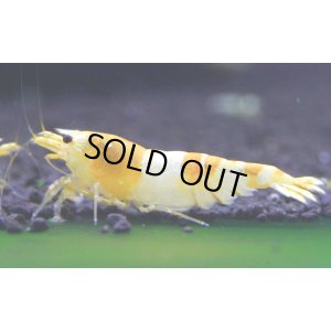 画像1: CGS  Crystal Gold Shrimp　種親クラスハイグレードトリオ