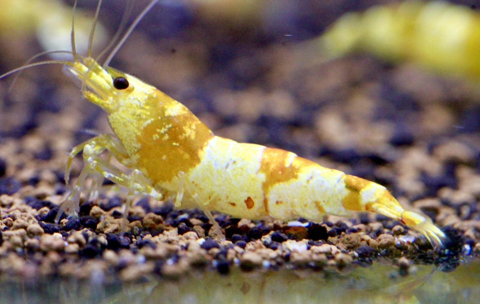 Crystal Gold Shrimp　3匹セット