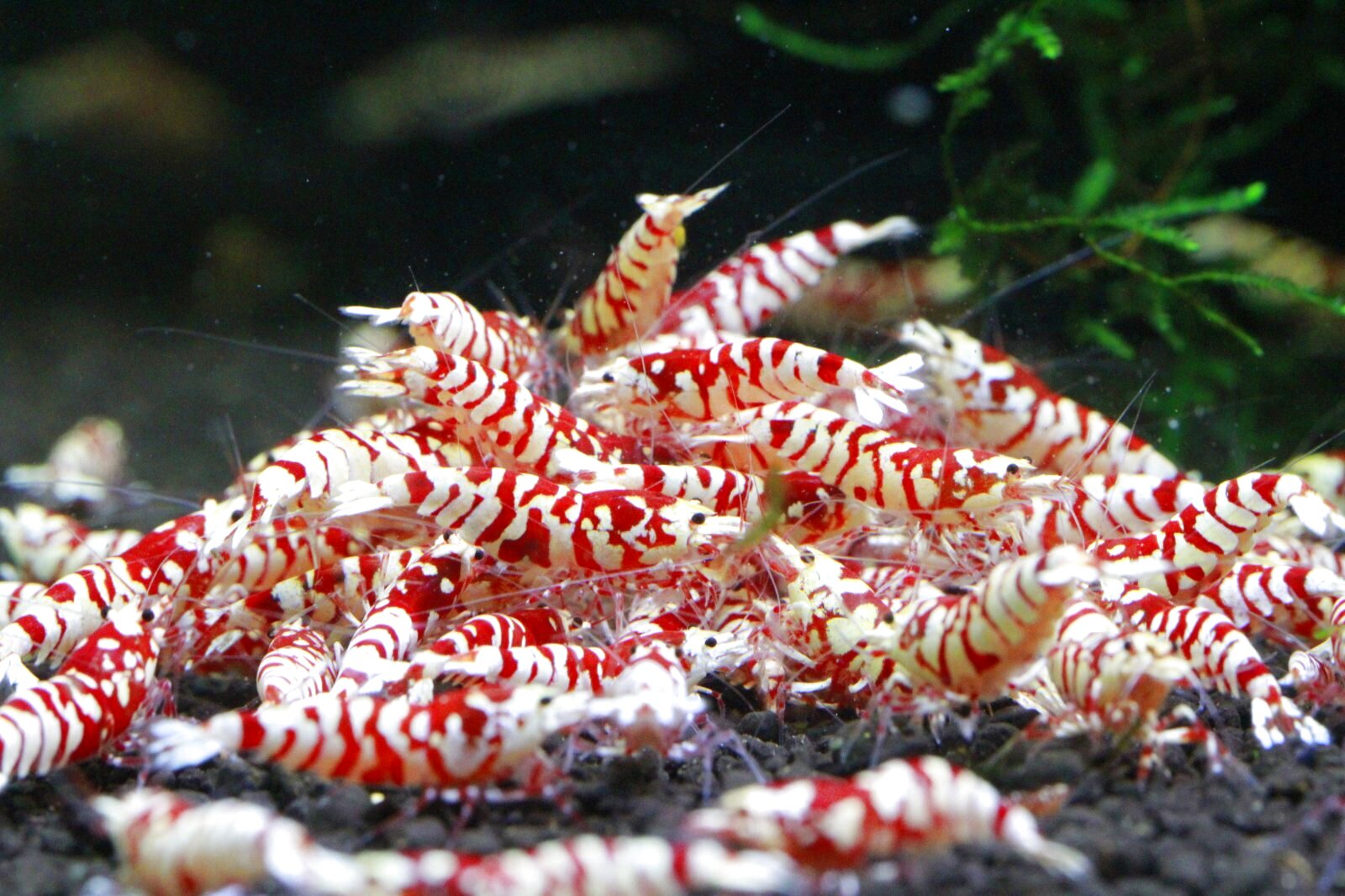 SARASA TIGER　キレイめ10匹セット