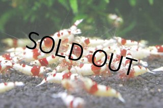 レッド　ビー　シュリンプ 10冊セット レッド ビー シュリンプ 10冊セット エビ】【シュリンプ】【10匹