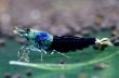 画像4: SAMURAI BLUE　トリオ（1匹抱卵） (4)