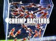 画像3: SHRIMPBACTER86　300ml  (3)