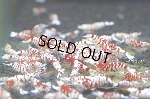 画像4: お客様ご予約SARASA TIGER　ペア (4)