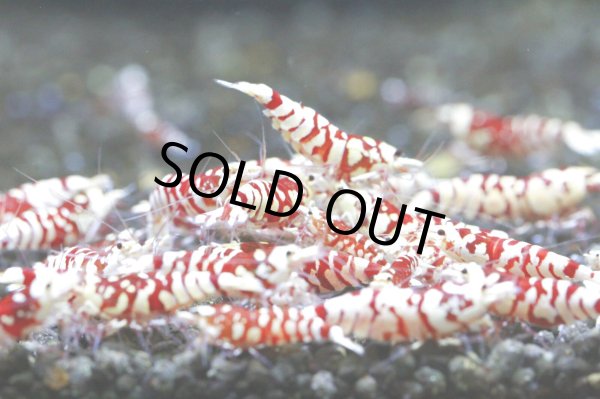 画像3: お客様ご予約SARASA TIGER　ペア (3)