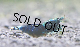 レッドビーシュリンプ通販さと美えび