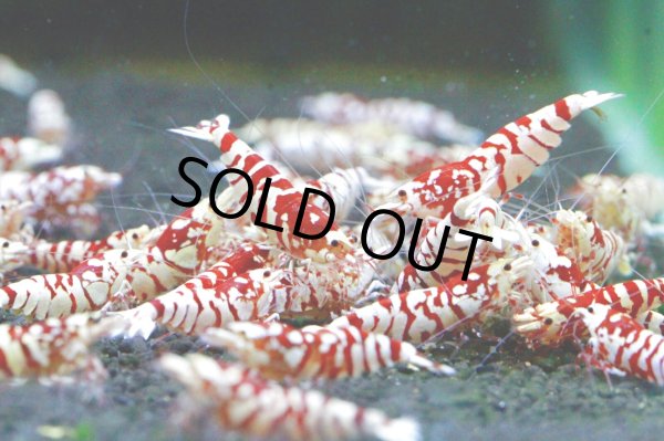 画像1: お客様ご予約SARASA TIGER　ペア (1)