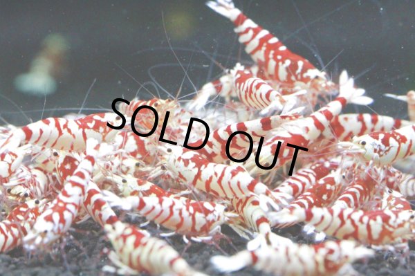 画像2: お客様ご予約SARASA TIGER　ペア (2)