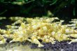 画像1: CGS  Crystal Gold Shrimp　5匹セット (1)