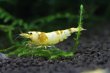 画像4: CGS  Crystal Gold Shrimp　5匹セット (4)