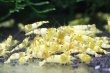 画像3: CGS  Crystal Gold Shrimp　5匹セット (3)