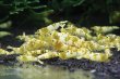 画像2: CGS  Crystal Gold Shrimp　5匹セット (2)