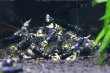 画像4: メタリックパープルナナシー (METALLIC TIGER)3匹セット (4)